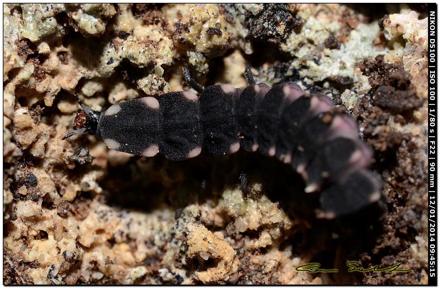 Lampyris sardiniae, Lampyridae